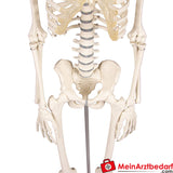 Erler-Zimmer MINIATUR-SKELETTE.