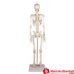 Erler-Zimmer MINIATUR-SKELETTE.