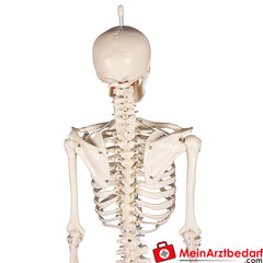 Erler-Zimmer MINIATUR-SKELETTE.