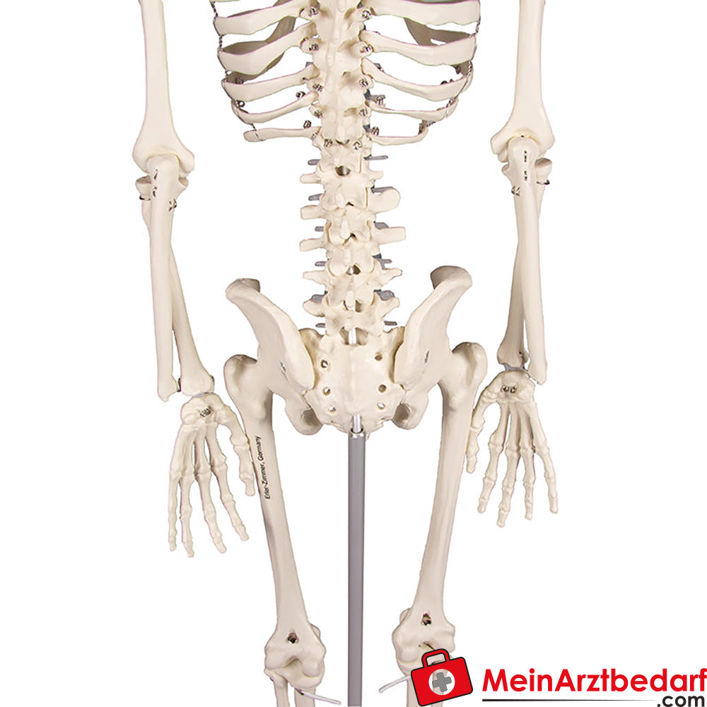 Erler-Zimmer MINIATUR-SKELETTE.