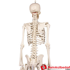 Erler-Zimmer MINIATUR-SKELETTE.