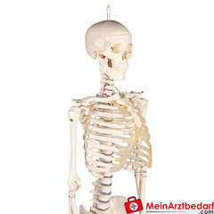 Erler-Zimmer MINIATUR-SKELETTE.