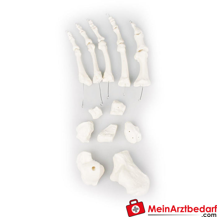 Erler Zimmer Foot bone unmounted