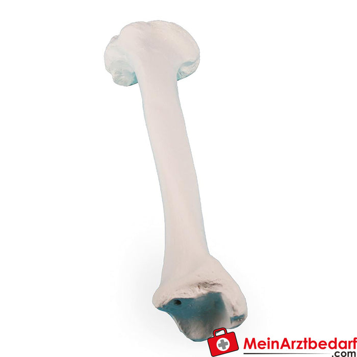 Erler Zimmer Tibia (Schienbein)