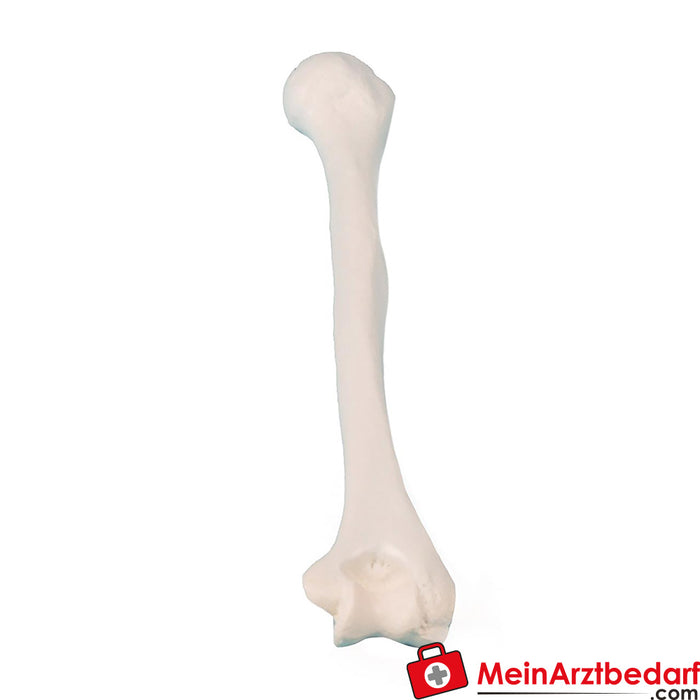 Erler Zimmer humerus (üst kol)