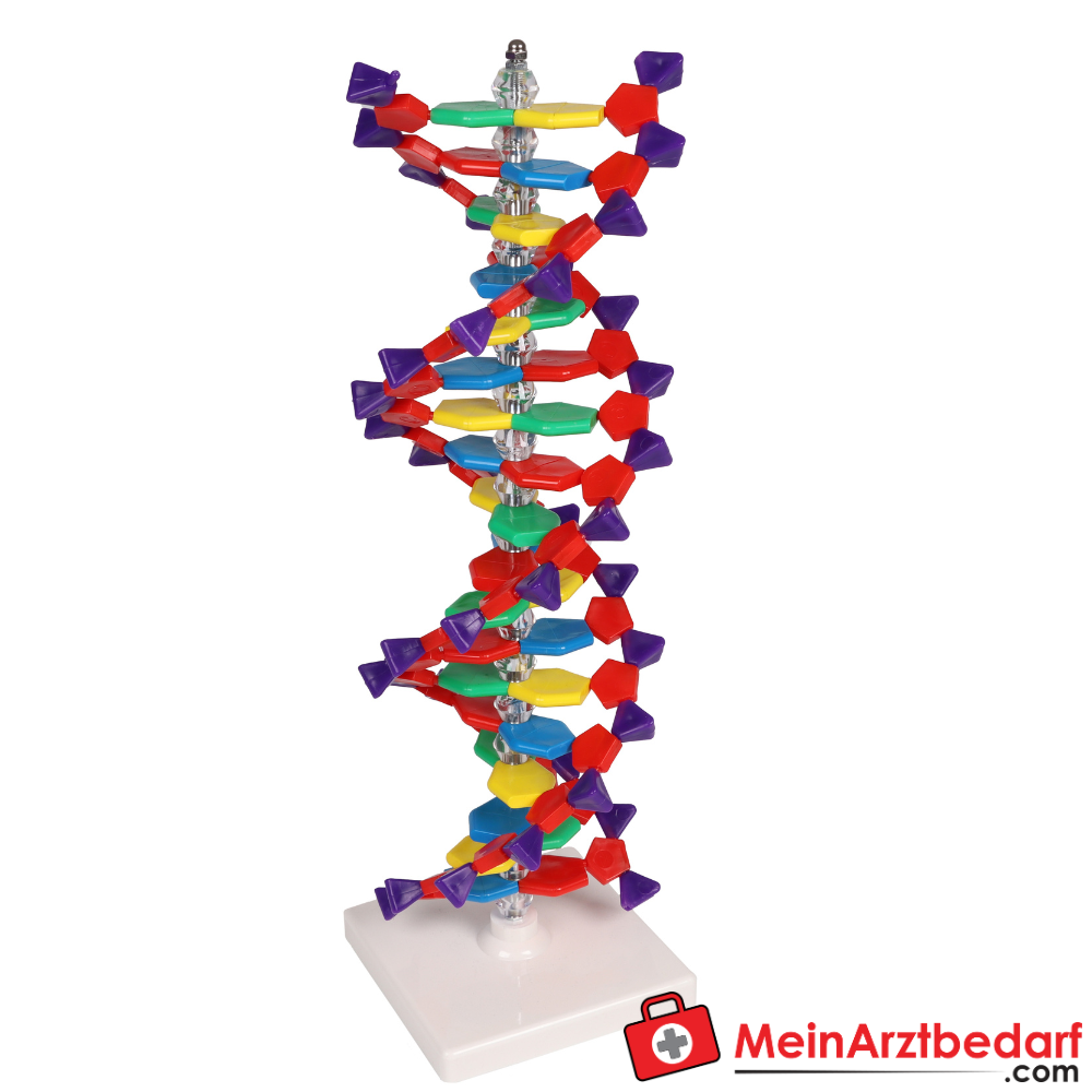 Erler-Zimmer DNA Doppelhelix.