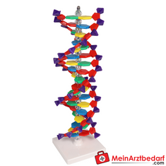 Erler-Zimmer DNA Doppelhelix.