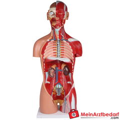 Erler-Zimmer Zweigeschlechtlicher Anatomietorso 28-teilig.