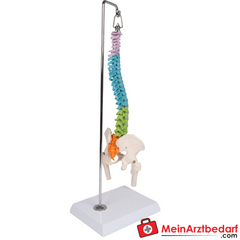 Erler-Zimmer Flexible Miniaturwirbelsäule, didaktisch.