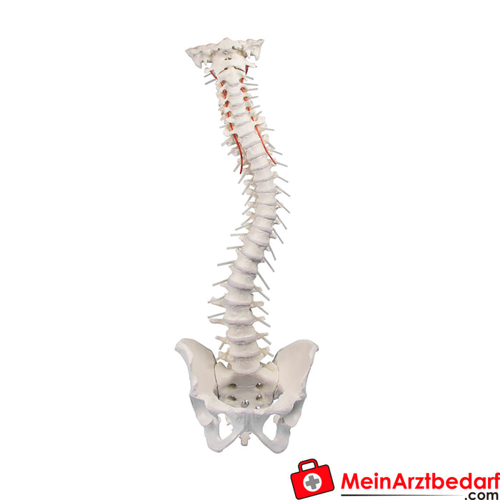 Erler Zimmer Coluna vertebral