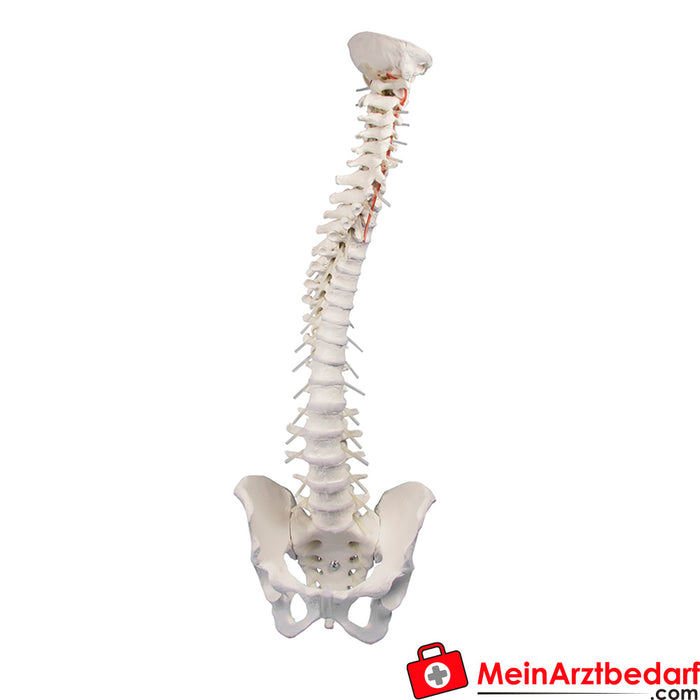 Erler Zimmer Coluna vertebral