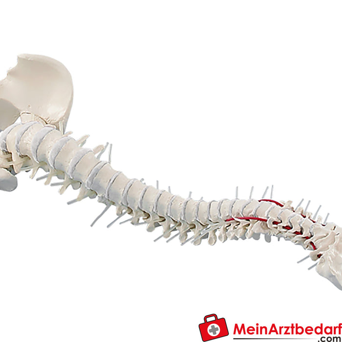 Erler Zimmer Spine