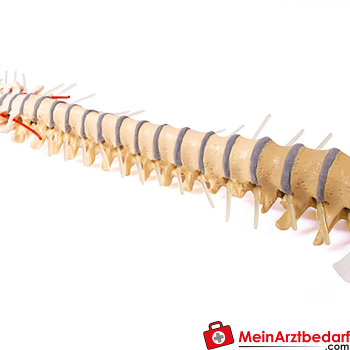 Columna vertebral de Erler Zimmer