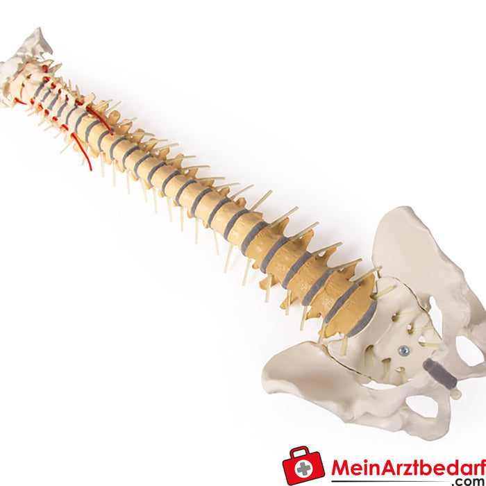 Columna vertebral de Erler Zimmer