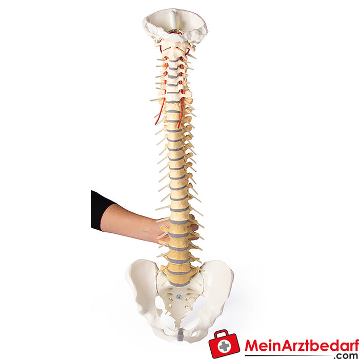 Erler Zimmer Spine