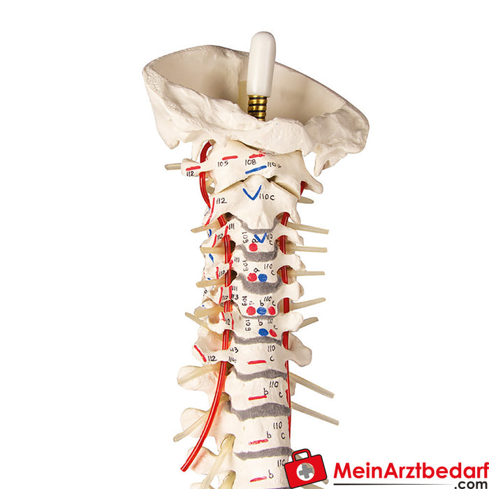 Columna vertebral de Erler Zimmer