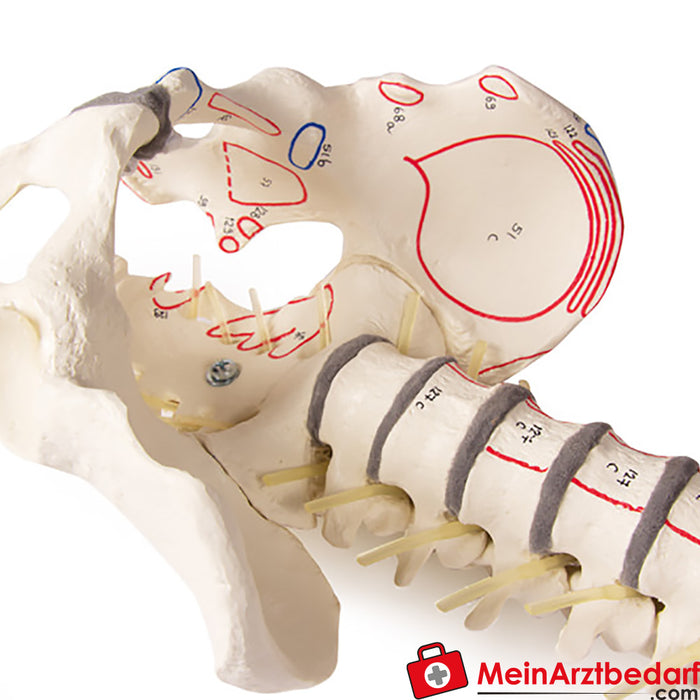 Erler Zimmer Coluna vertebral