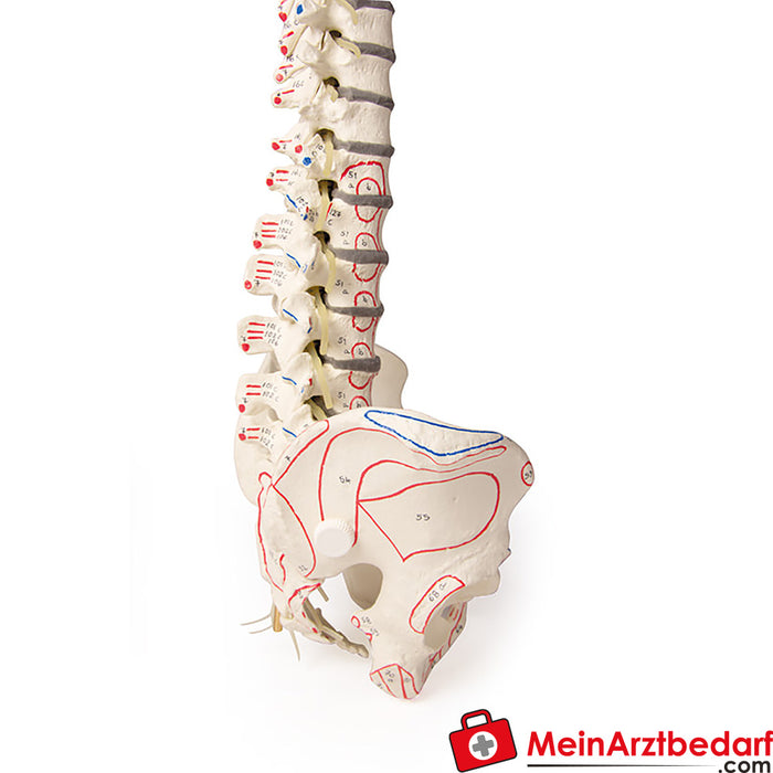 Columna vertebral de Erler Zimmer
