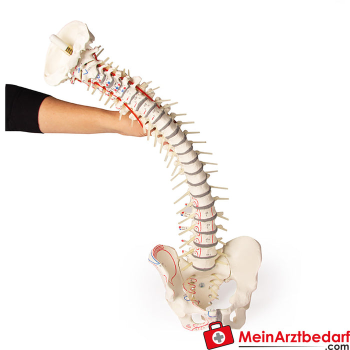 Erler Zimmer Coluna vertebral