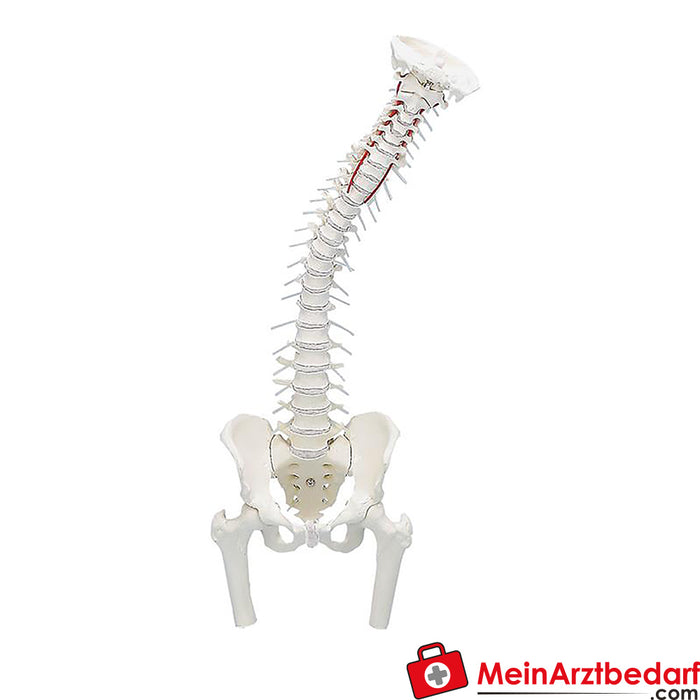 Erler Zimmer Spine