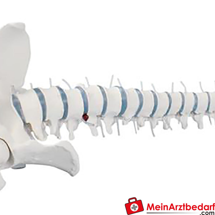 Erler Zimmer Coluna vertebral padrão com cotos femorais e pélvis
