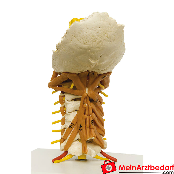 Erler Zimmer Cervical spine with neck muscles