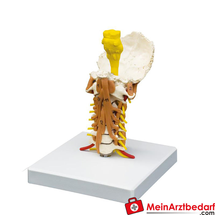 Erler Zimmer Colonna vertebrale cervicale con muscoli cervicali