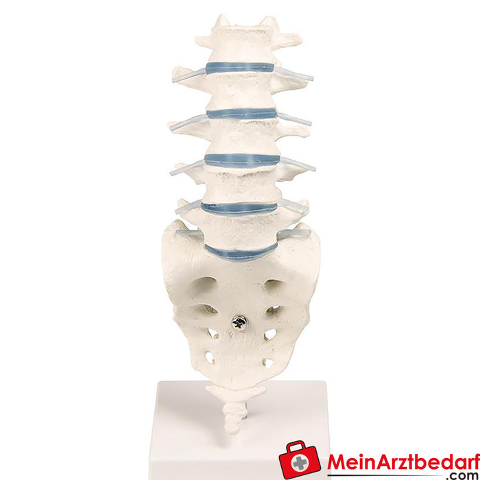 Erler Zimmer Lumbar spine with