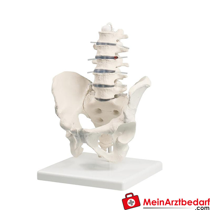 Erler Zimmer Lumbar spine with