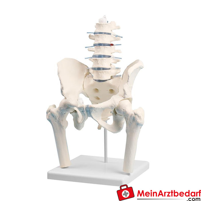 Erler Zimmer Lumbar spine with