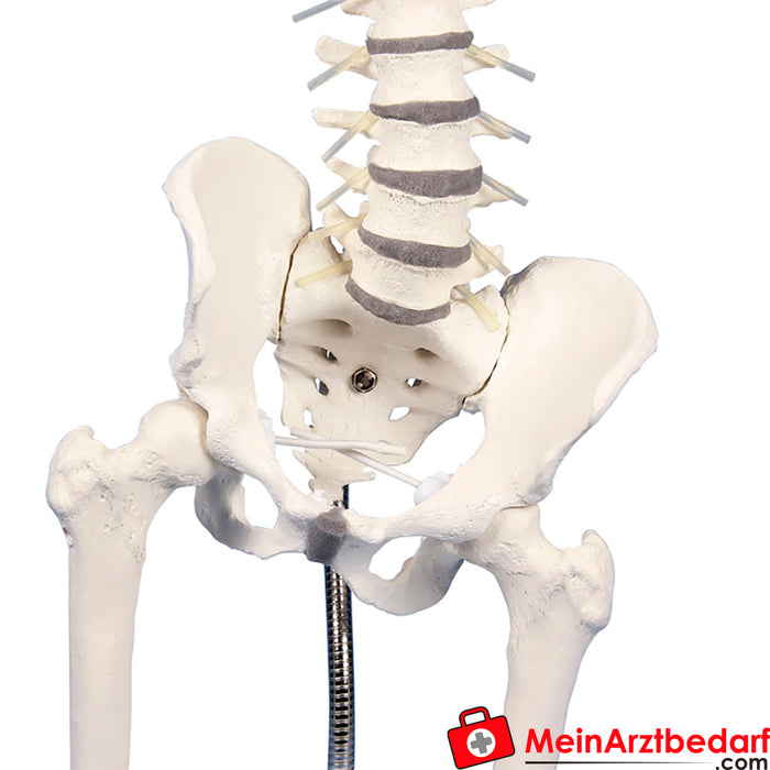 Erler Zimmer Lumbar spine with