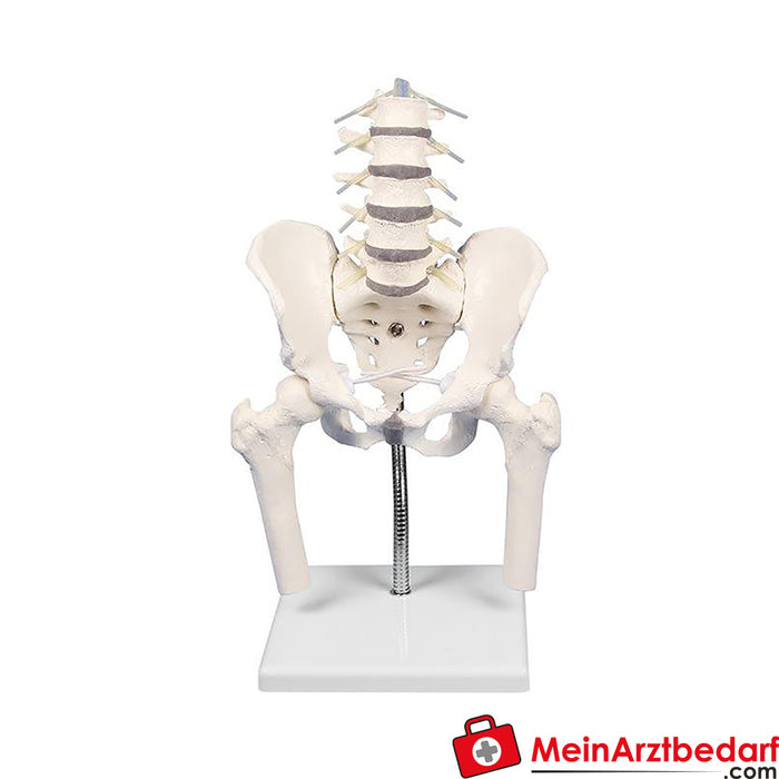 Erler Zimmer Lumbar spine with