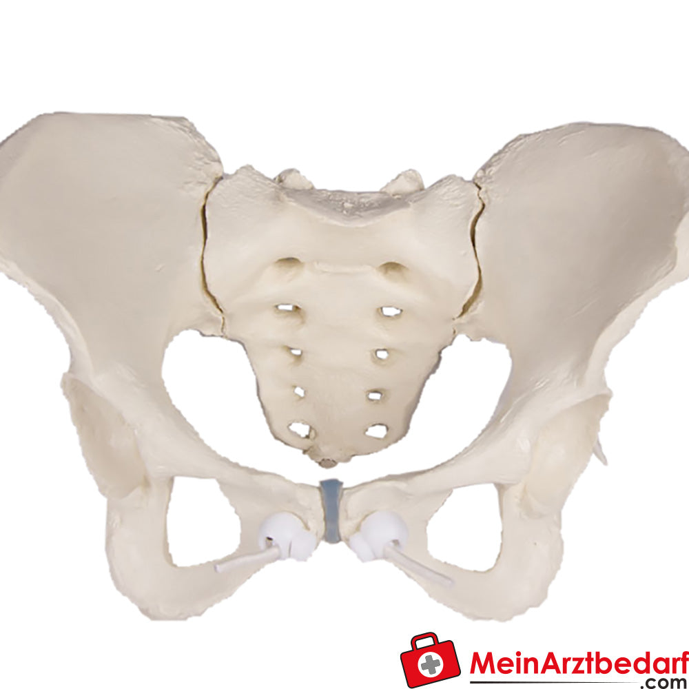 Erler-Zimmer Weibliches Becken.