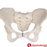 Erler-Zimmer Weibliches Becken.