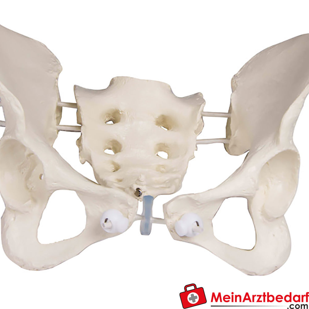 Erler-Zimmer Weibliches Becken.