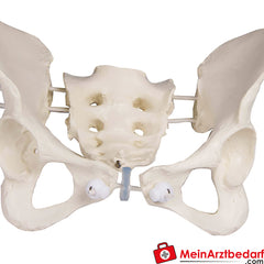 Erler-Zimmer Weibliches Becken.