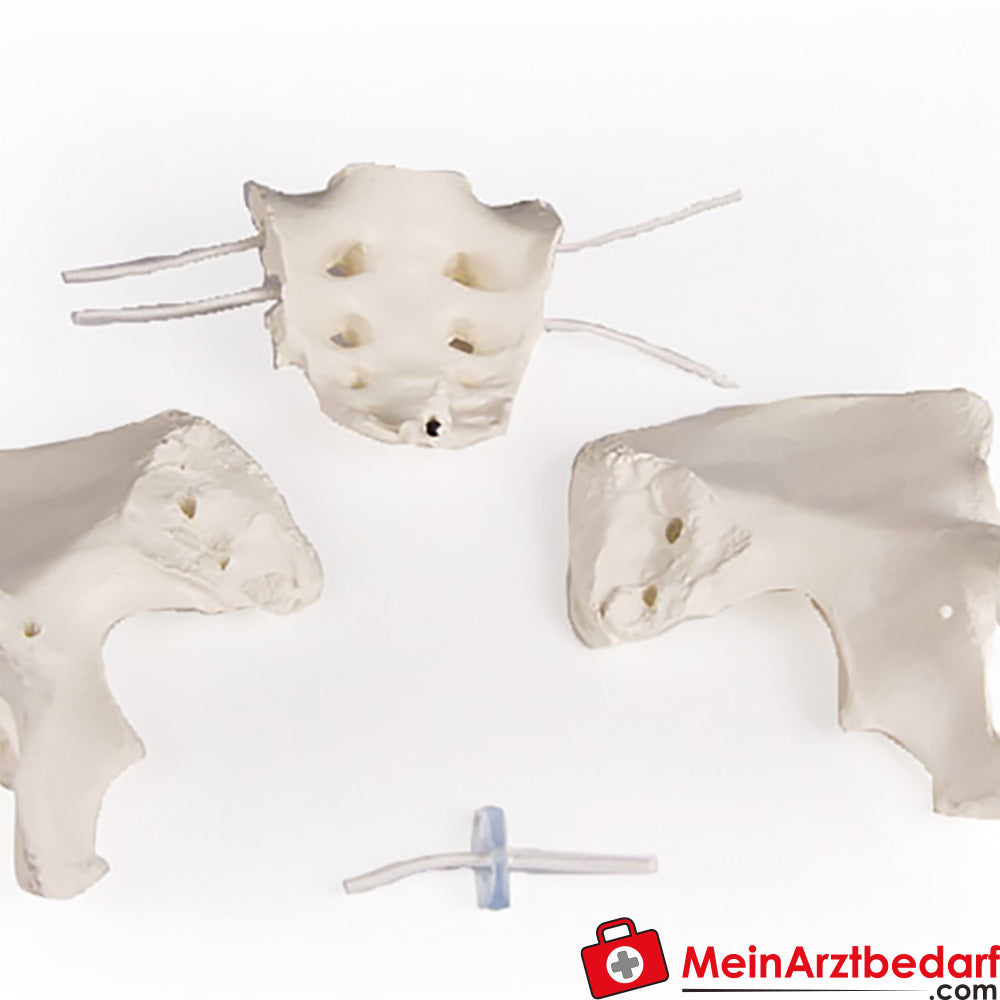 Erler-Zimmer Weibliches Becken.