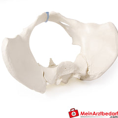 Erler-Zimmer Kreuzbein.