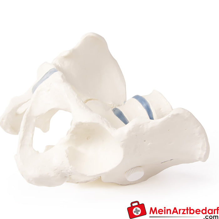 Erler Zimmer Pelvis with sacrum and 2 lumbar vertebrae