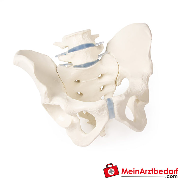 Pelvis de Erler - zimmer, con Sacro y 2 vértebras lumbares