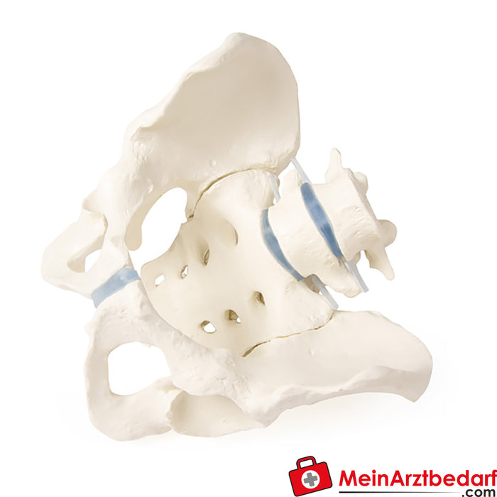 Erler Zimmer 带骶骨和 2 个腰椎的骨盆