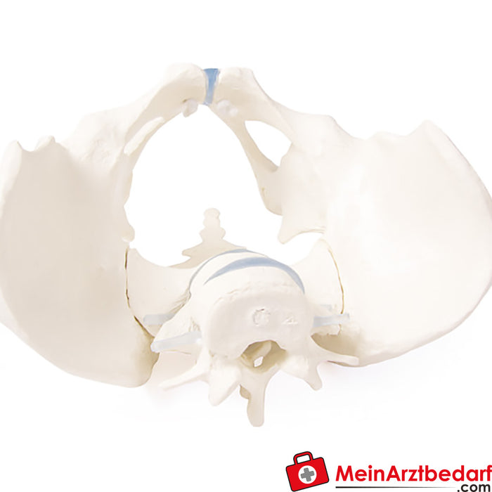 Erler Zimmer Pelvis with sacrum and 2 lumbar vertebrae