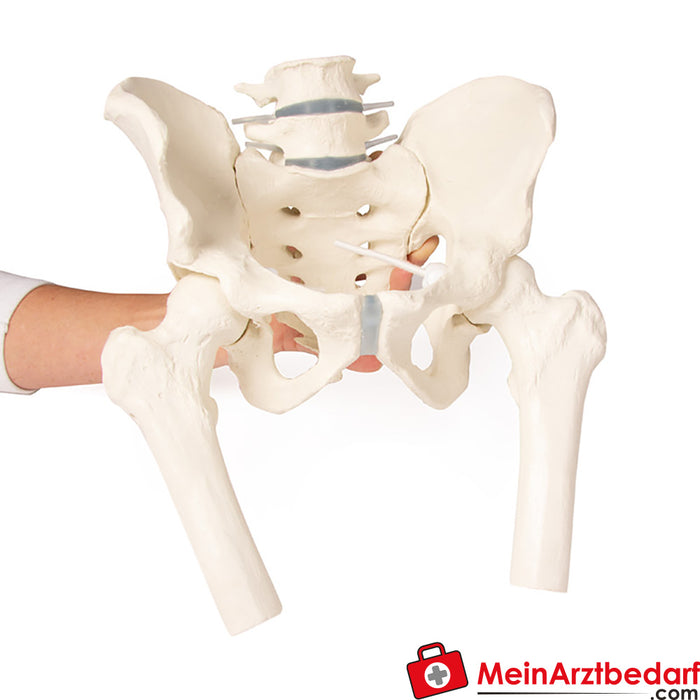 Erler Zimmer Pelvis with sacrum