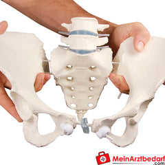 Erler-Zimmer Weibliches Becken.