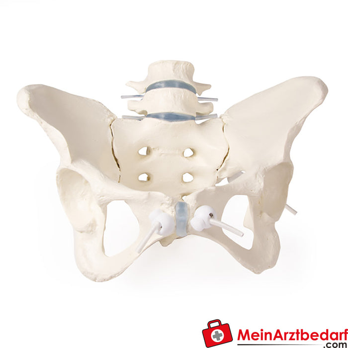 Erler Zimmer Pelvis femenina