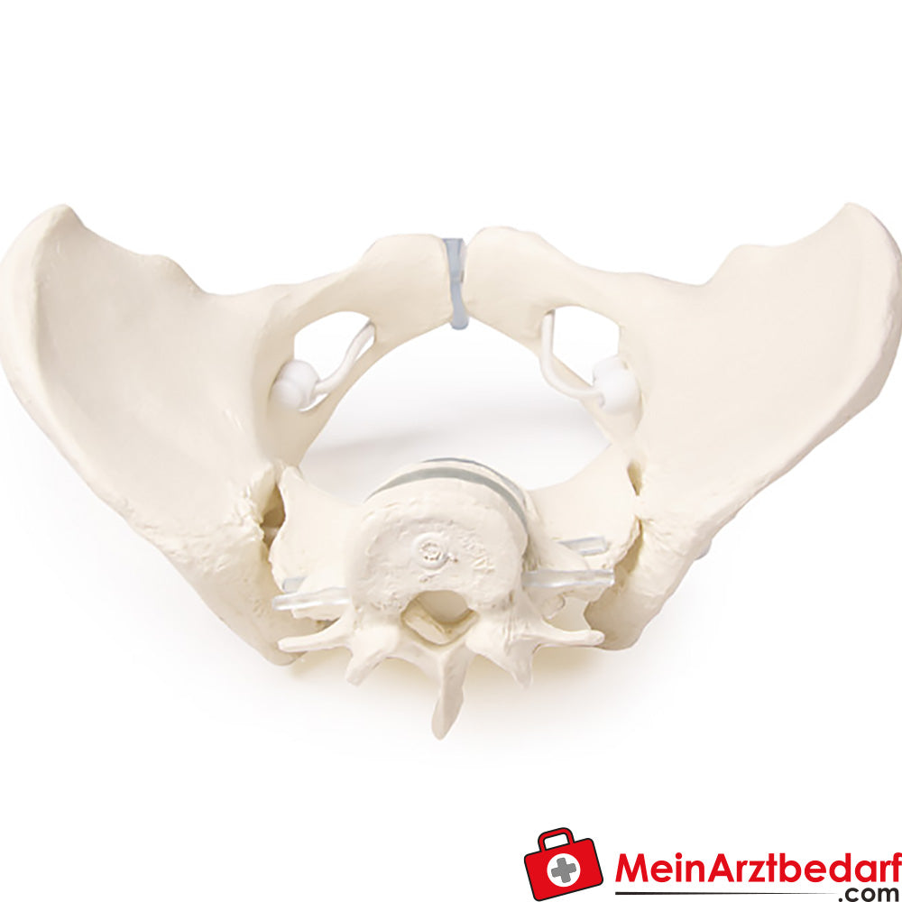 Erler-Zimmer Weibliches Becken.