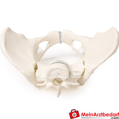 Erler-Zimmer Weibliches Becken.