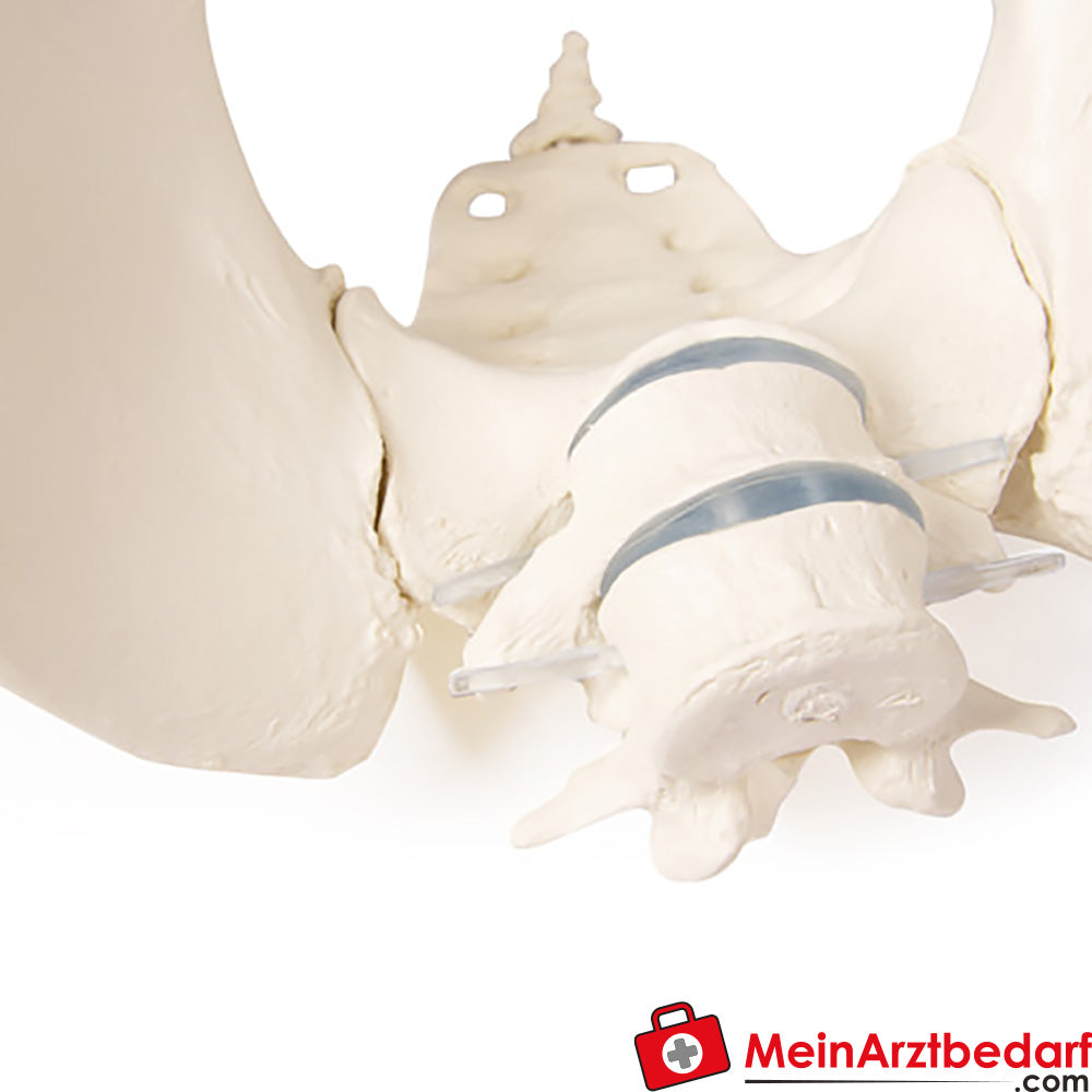 Erler-Zimmer Weibliches Becken.