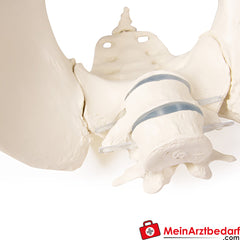 Erler-Zimmer Weibliches Becken.