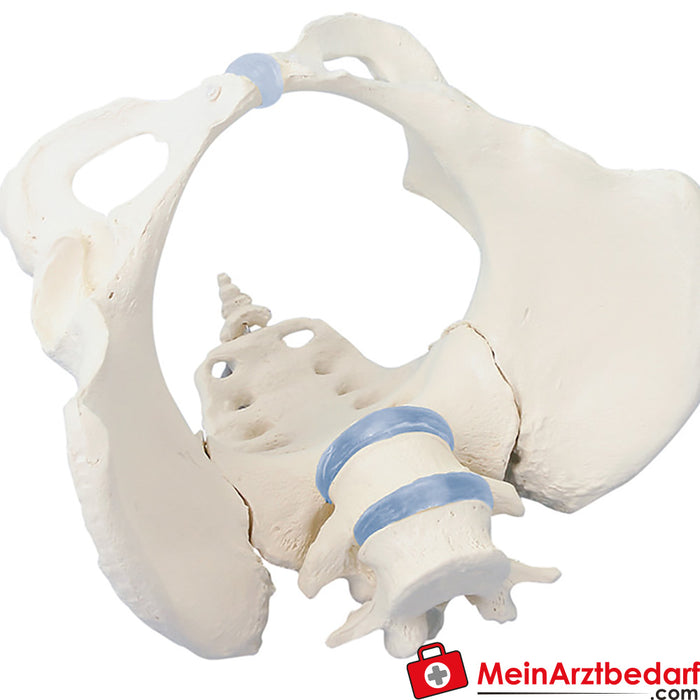 Erler Zimmer Pelvis with sacrum and 2 lumbar vertebrae